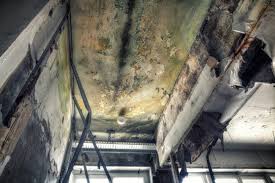 Mold Odor Removal Services in Algona, IA